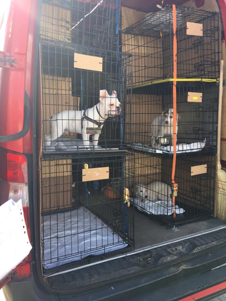 Pfötchen Chance e.V. Flugpaten